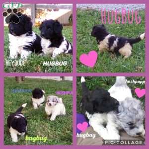 HUGBUG- mini, Newfypoo Puppy